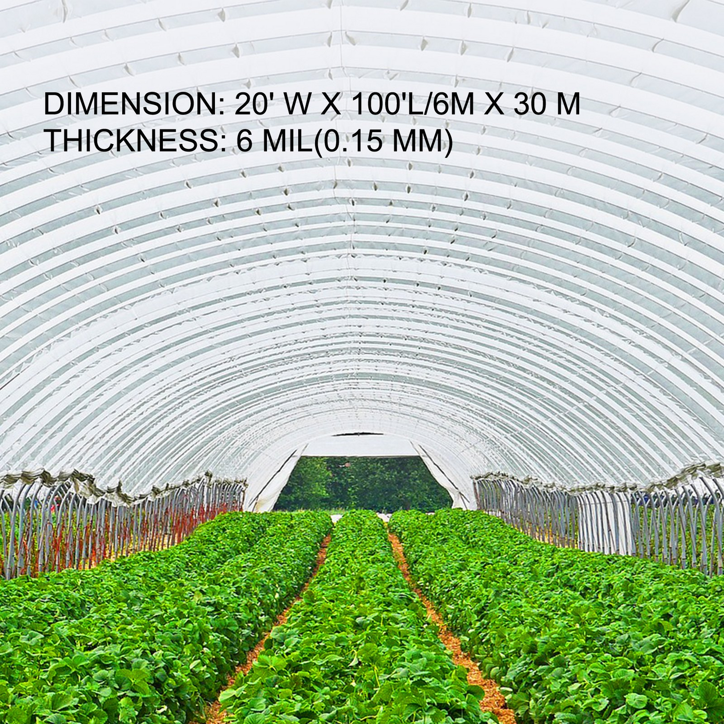 VEVOR Greenhouse Film 20 x 100 ft, Greenhouse Polyethylene Film 6 Mil Thickness, Greenhouse Plastic Greenhouse Clear Plastic Film UV Resistant, Polyethylene Film Keep Warming, Superior Strength