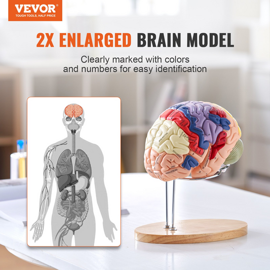 VEVOR Human Brain Model Anatomy, 2X Life-Size 4-Part Human Brain Anatomical Model with Labels & Display Base, Color-Coded Detachable Brain Model for Science Research Teaching Learning Study Display