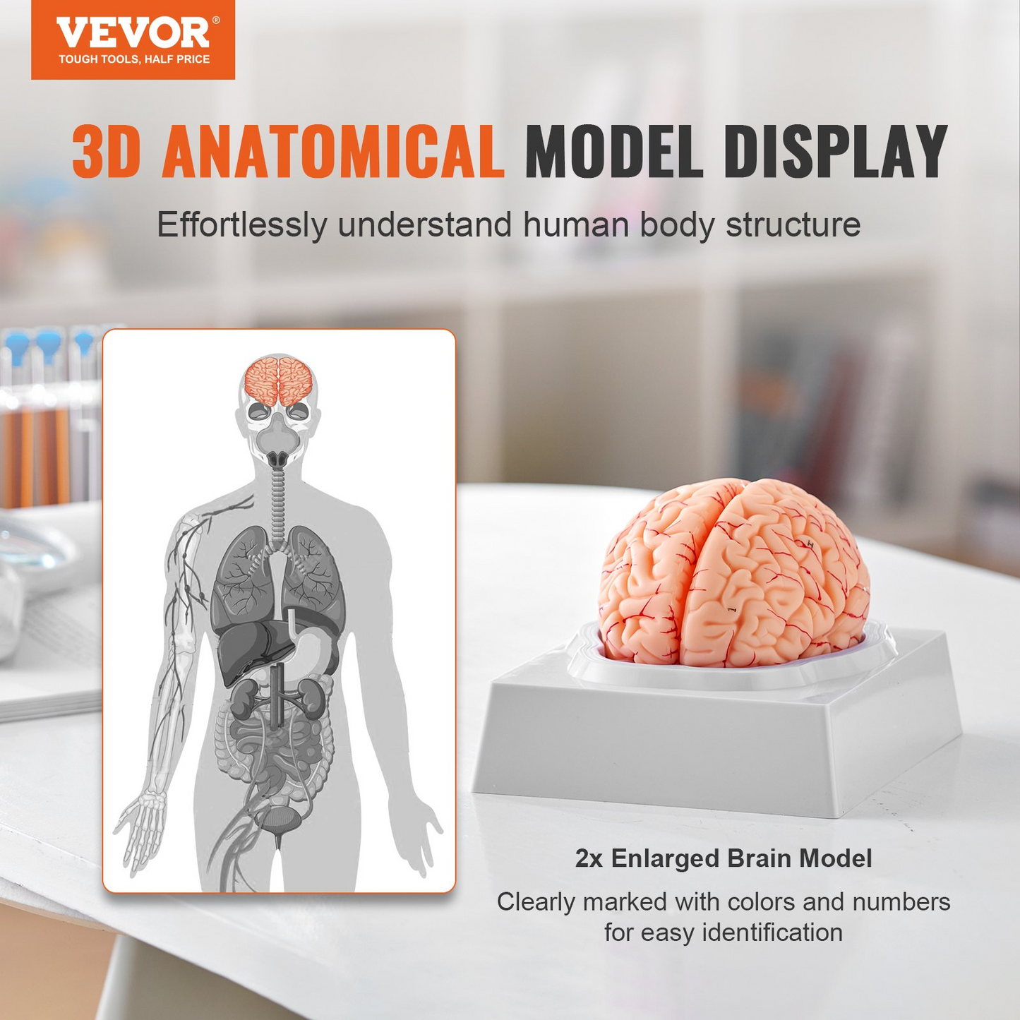 VEVOR Human Brain Model Anatomy, 1:1 Life-Size 9-Part Human Brain Anatomical Model with Labels & Display Base, Detachable Brain Model for Science Research Teaching Learning Classroom Study Display