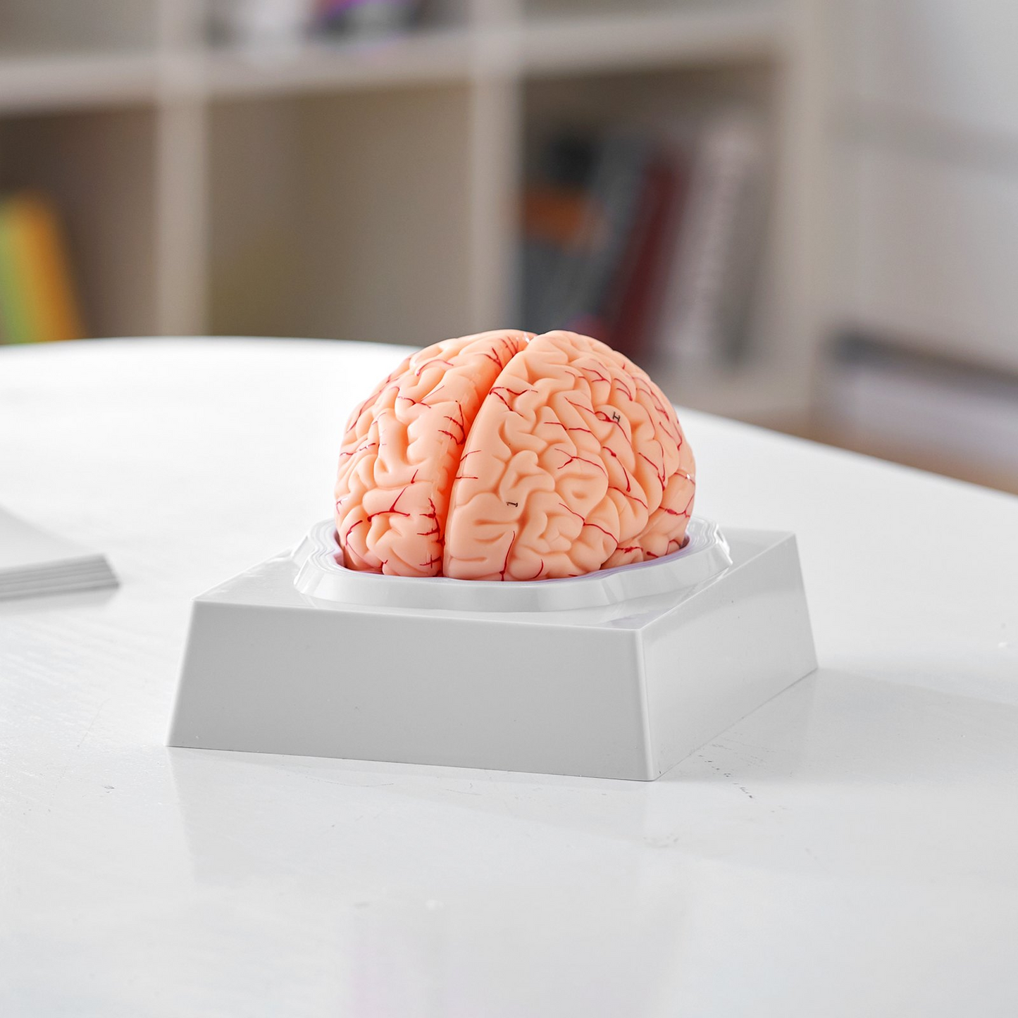 VEVOR Human Brain Model Anatomy, 1:1 Life-Size 9-Part Human Brain Anatomical Model with Labels & Display Base, Detachable Brain Model for Science Research Teaching Learning Classroom Study Display