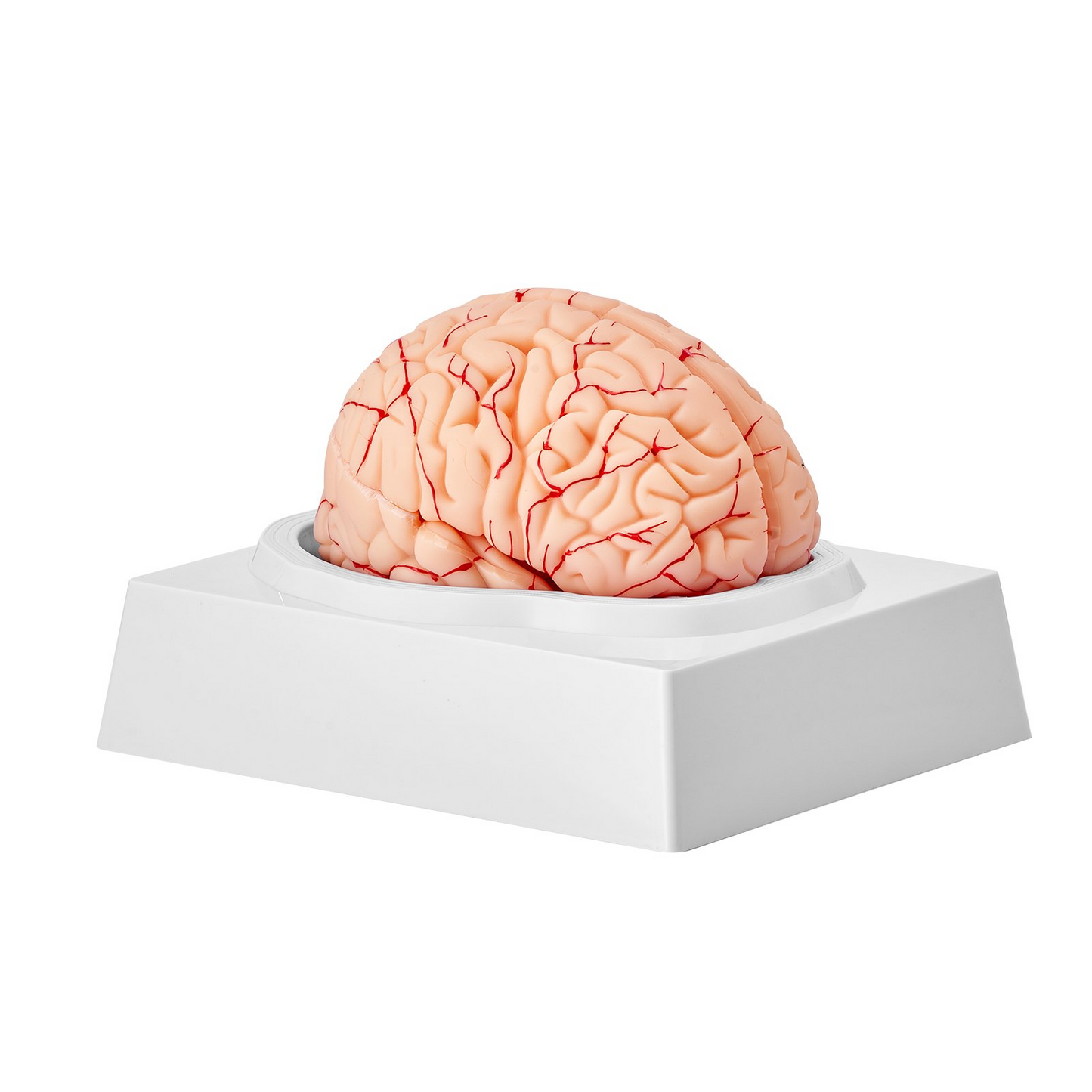 VEVOR Human Brain Model Anatomy, 1:1 Life-Size 9-Part Human Brain Anatomical Model with Labels & Display Base, Detachable Brain Model for Science Research Teaching Learning Classroom Study Display