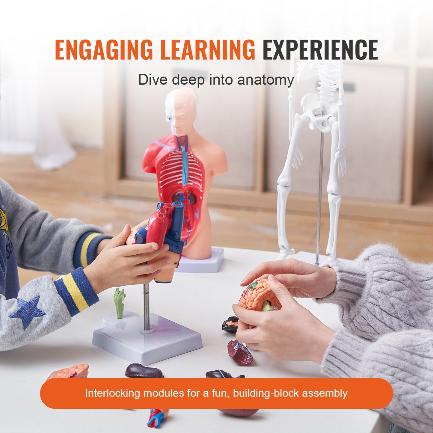 VEVOR Human Anatomy Models Bundle Set, Brain, Human Torso Body, Heart, Skeleton Model Set of 4, Hands-on 3D Model Study Tools Teaching Models for Physiology Students or as Educational Kit for Kids