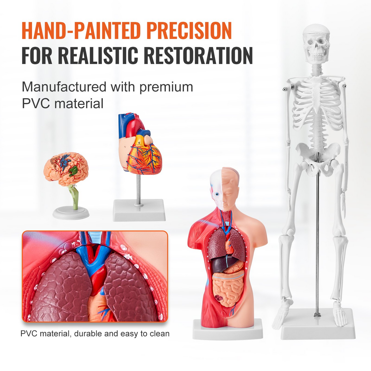 VEVOR Human Anatomy Models Bundle Set, Brain, Human Torso Body, Heart, Skeleton Model Set of 4, Hands-on 3D Model Study Tools Teaching Models for Physiology Students or as Educational Kit for Kids