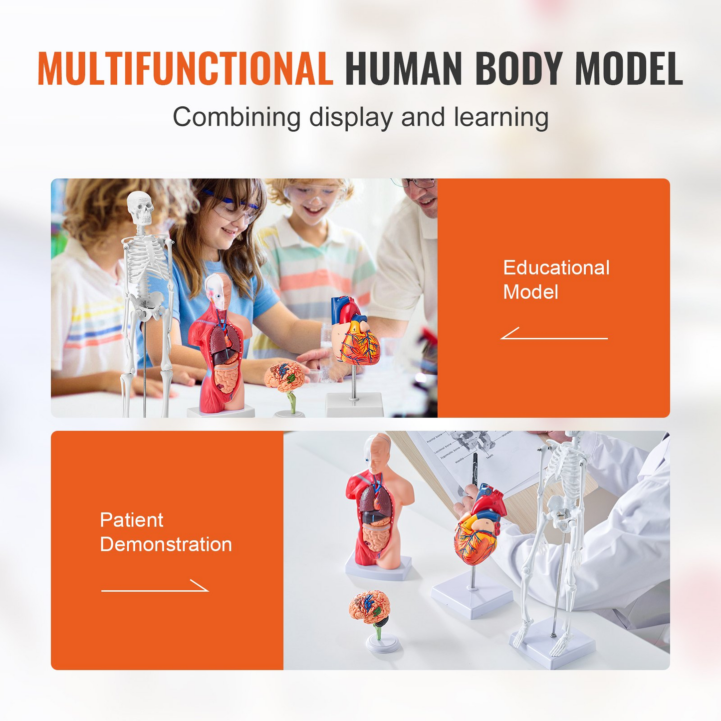 VEVOR Human Anatomy Models Bundle Set, Brain, Human Torso Body, Heart, Skeleton Model Set of 4, Hands-on 3D Model Study Tools Teaching Models for Physiology Students or as Educational Kit for Kids