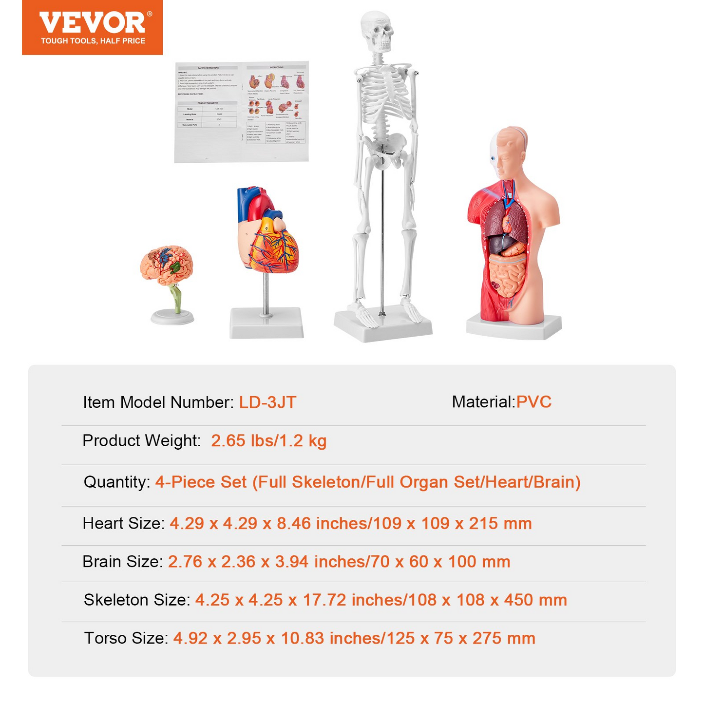 VEVOR Human Anatomy Models Bundle Set, Brain, Human Torso Body, Heart, Skeleton Model Set of 4, Hands-on 3D Model Study Tools Teaching Models for Physiology Students or as Educational Kit for Kids