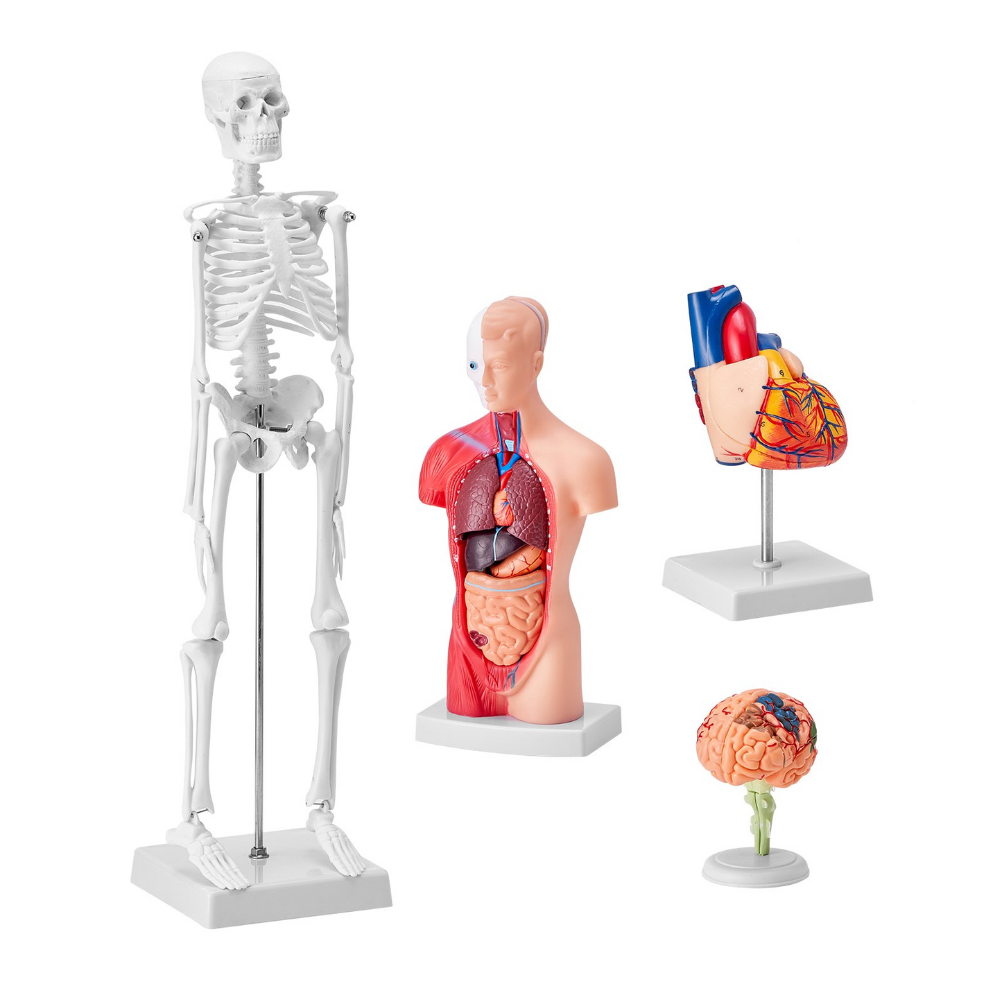 VEVOR Human Anatomy Models Bundle Set, Brain, Human Torso Body, Heart, Skeleton Model Set of 4, Hands-on 3D Model Study Tools Teaching Models for Physiology Students or as Educational Kit for Kids