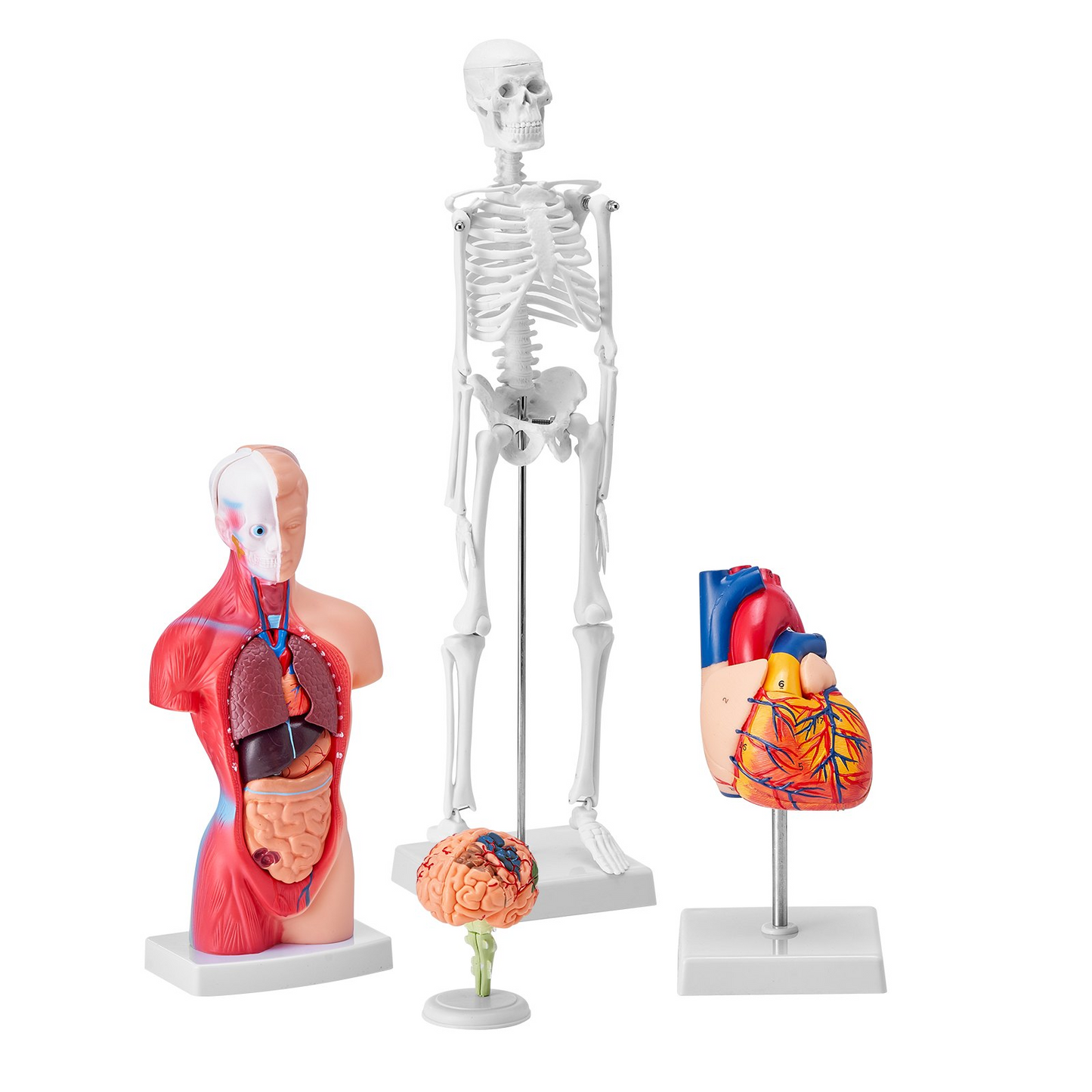 VEVOR Human Anatomy Models Bundle Set, Brain, Human Torso Body, Heart, Skeleton Model Set of 4, Hands-on 3D Model Study Tools Teaching Models for Physiology Students or as Educational Kit for Kids