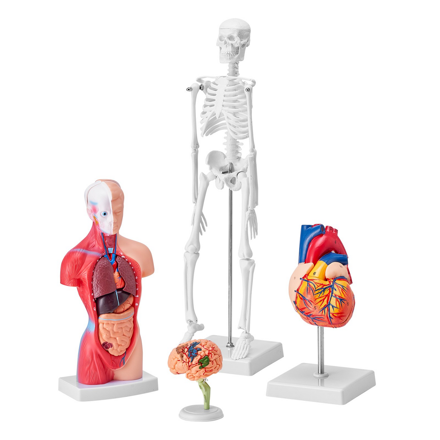 VEVOR Human Anatomy Models Bundle Set, Brain, Human Torso Body, Heart, Skeleton Model Set of 4, Hands-on 3D Model Study Tools Teaching Models for Physiology Students or as Educational Kit for Kids