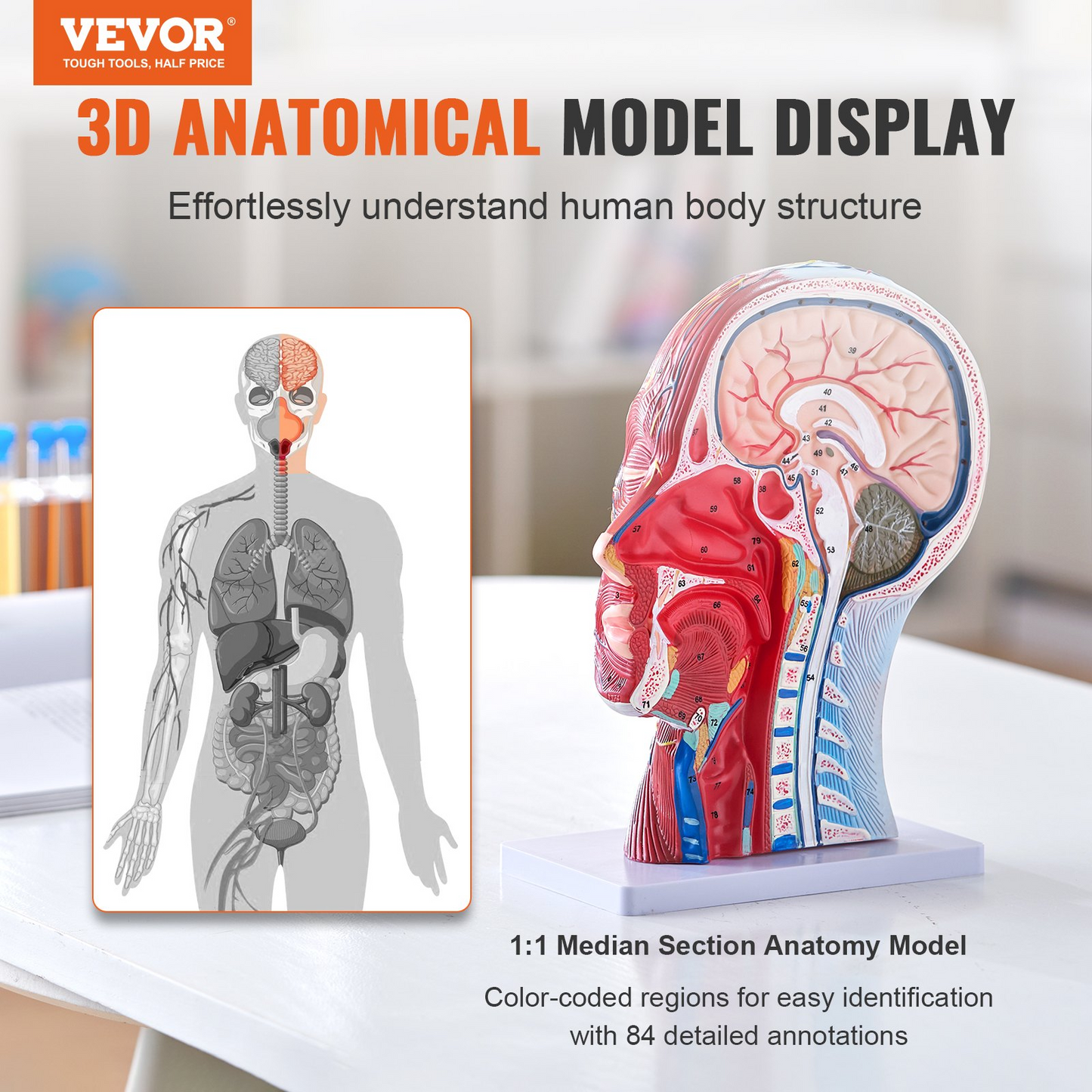 VEVOR Human Half Head Superficial Neurovascular Model with Musculature, 1:1 Life Size Anatomical Head Neck Model Skull and Brain for Professional Teaching Learning, Kids Learning Education Display