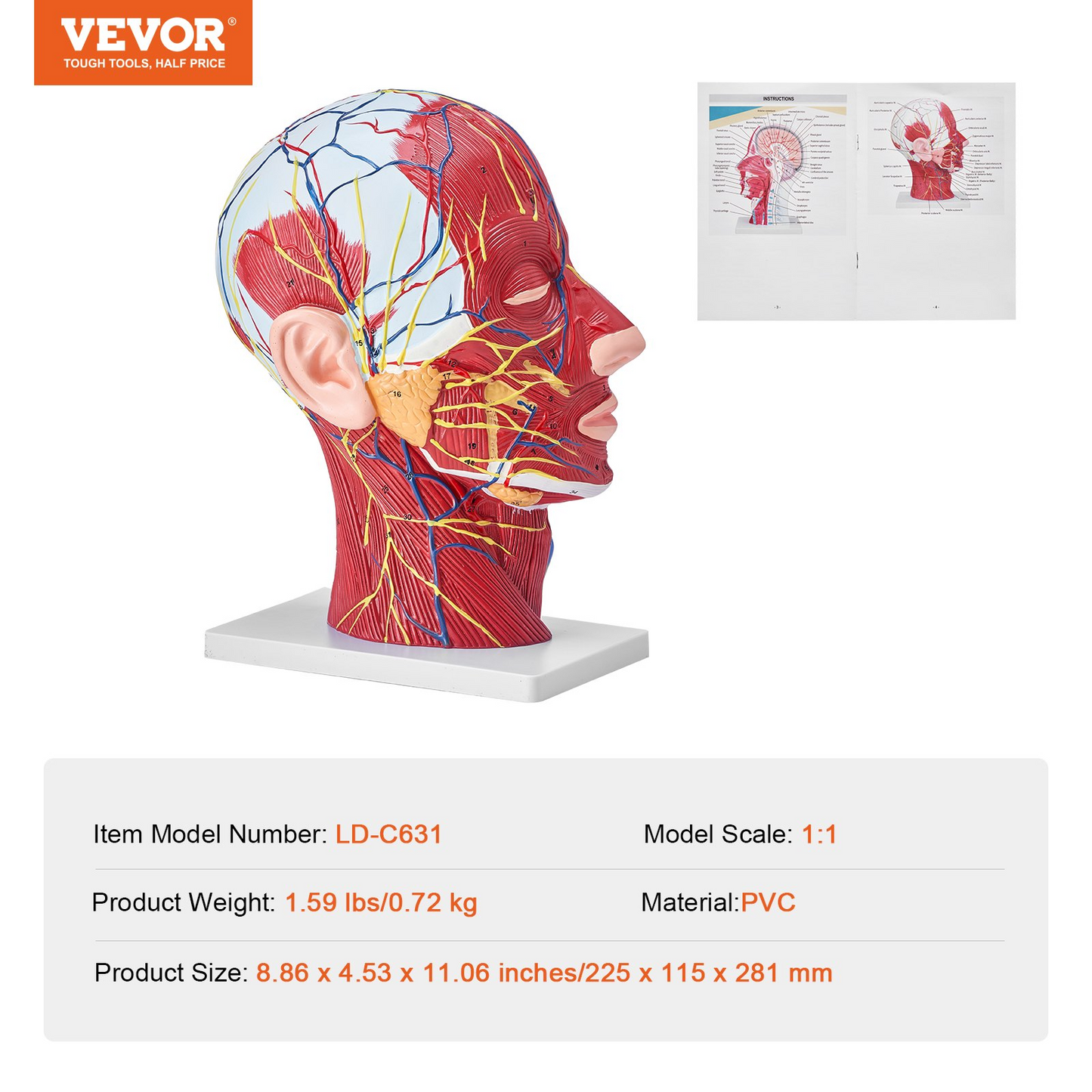 VEVOR Human Half Head Superficial Neurovascular Model with Musculature, 1:1 Life Size Anatomical Head Neck Model Skull and Brain for Professional Teaching Learning, Kids Learning Education Display