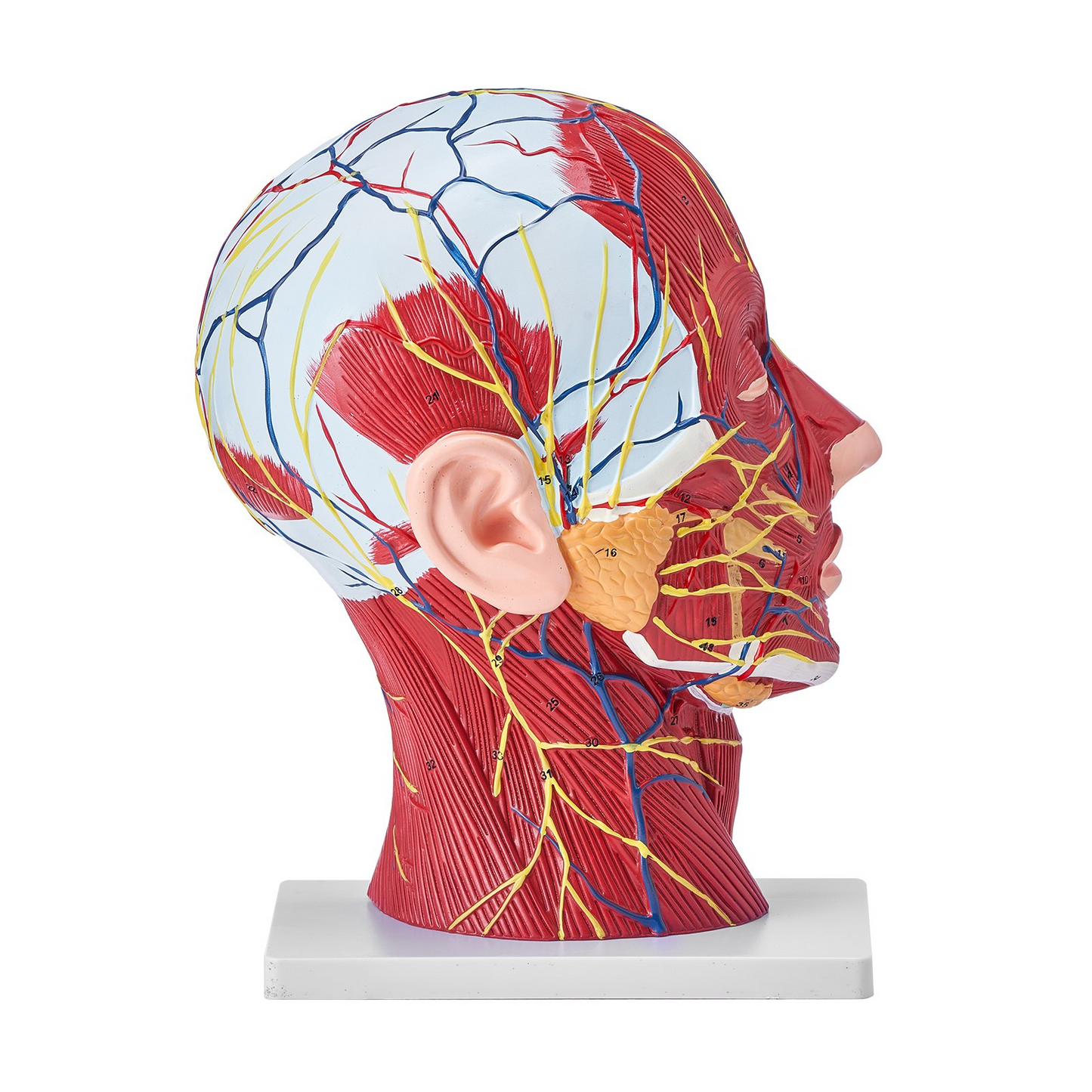 VEVOR Human Half Head Superficial Neurovascular Model with Musculature, 1:1 Life Size Anatomical Head Neck Model Skull and Brain for Professional Teaching Learning, Kids Learning Education Display