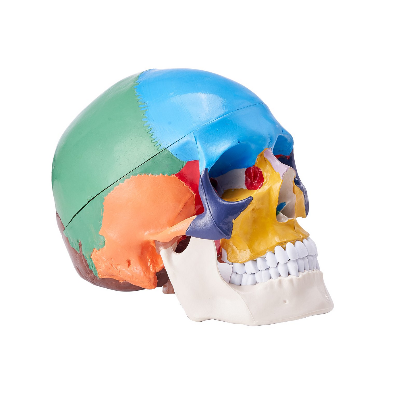 VEVOR Human Skull Model, 8 Parts Brain & 3 Parts Skull, Life-Size Painted Anatomy Skull Model, PVC Anatomical Skull, Detachable Learning Skull Model for Professional Teaching, Researching and Learning