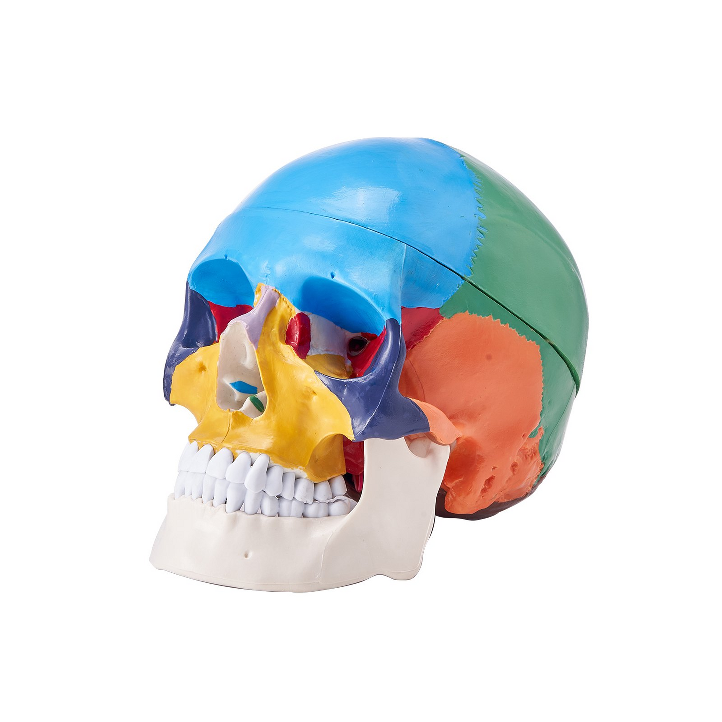 VEVOR Human Skull Model, 8 Parts Brain & 3 Parts Skull, Life-Size Painted Anatomy Skull Model, PVC Anatomical Skull, Detachable Learning Skull Model for Professional Teaching, Researching and Learning