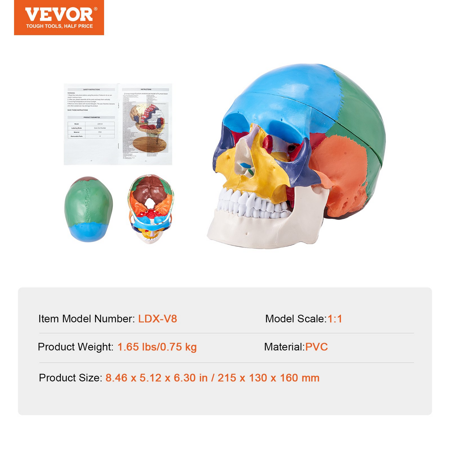 VEVOR Human Skull Model, 3 Parts Human Skull Anatomy, Life-Size Painted Anatomy Skull Model, PVC Anatomical Skull, Detachable Learning Skull Model, for Professional Teaching, Researching and Learning