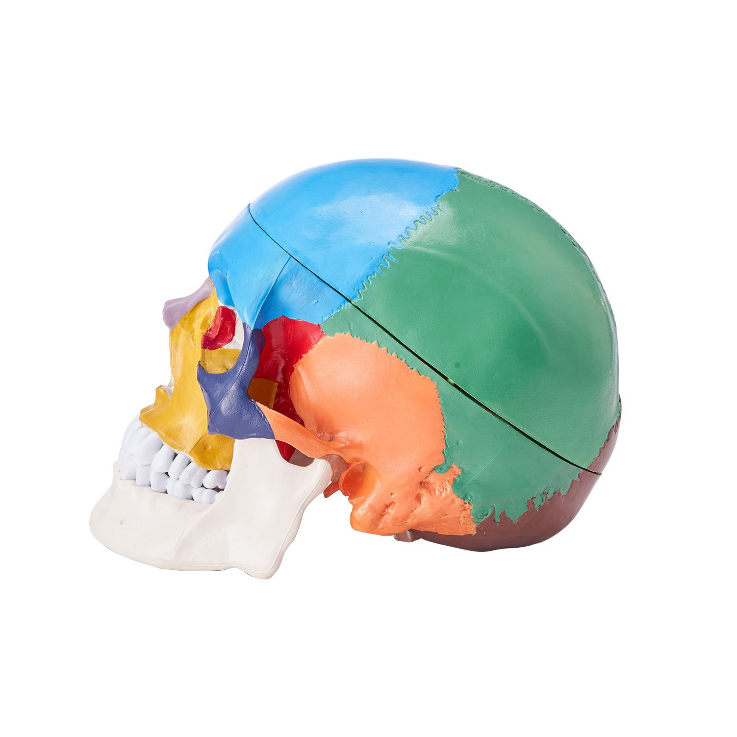 VEVOR Human Skull Model, 3 Parts Human Skull Anatomy, Life-Size Painted Anatomy Skull Model, PVC Anatomical Skull, Detachable Learning Skull Model, for Professional Teaching, Researching and Learning