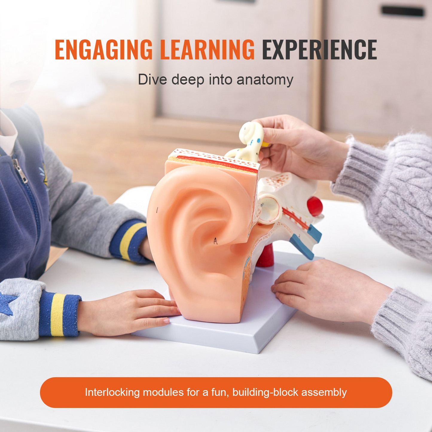 VEVOR Human Ear Anatomy Model, 3 Parts 5 Times Enlarged Human Ear Model Displaying Outer, Middle, Inner Ear with Base, Professional PVC Anatomical Ear Model for Education Physiology Study Teaching