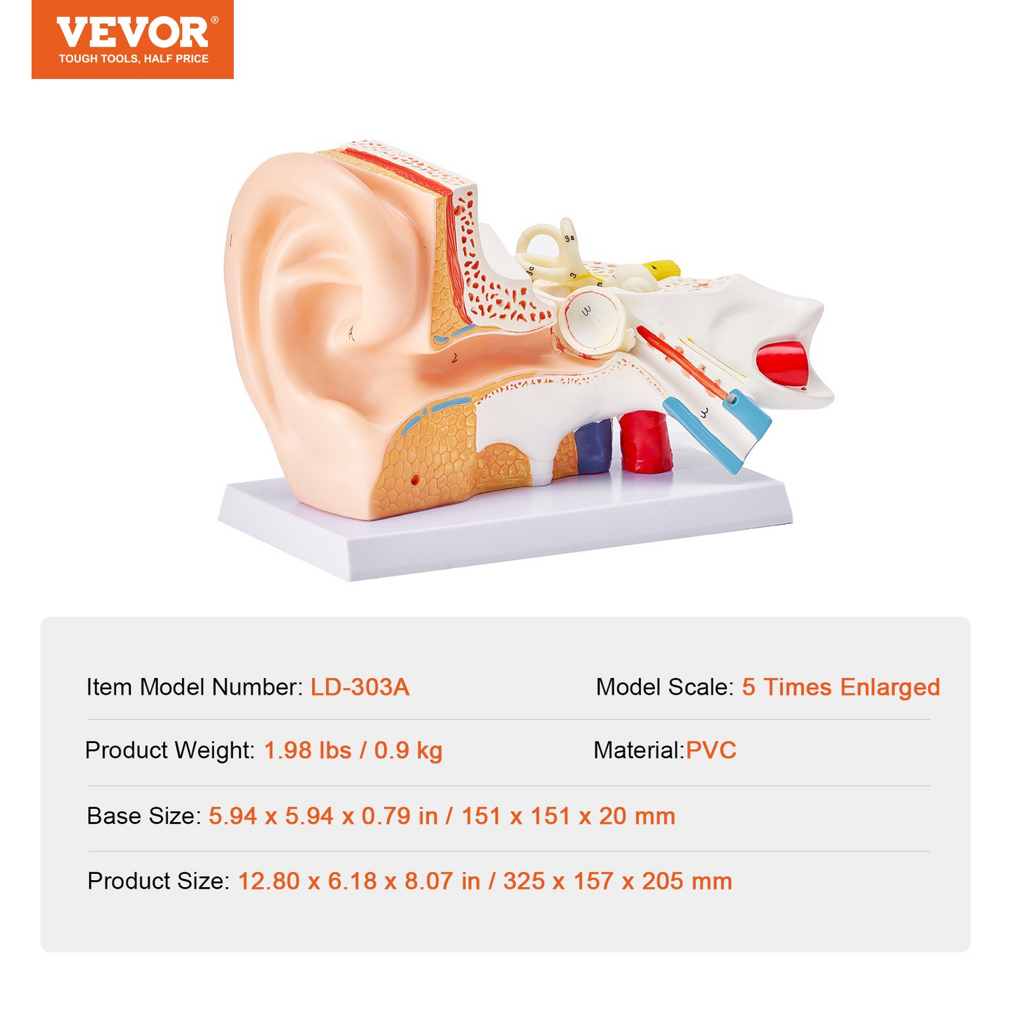 VEVOR Human Ear Anatomy Model, 3 Parts 5 Times Enlarged Human Ear Model Displaying Outer, Middle, Inner Ear with Base, Professional PVC Anatomical Ear Model for Education Physiology Study Teaching