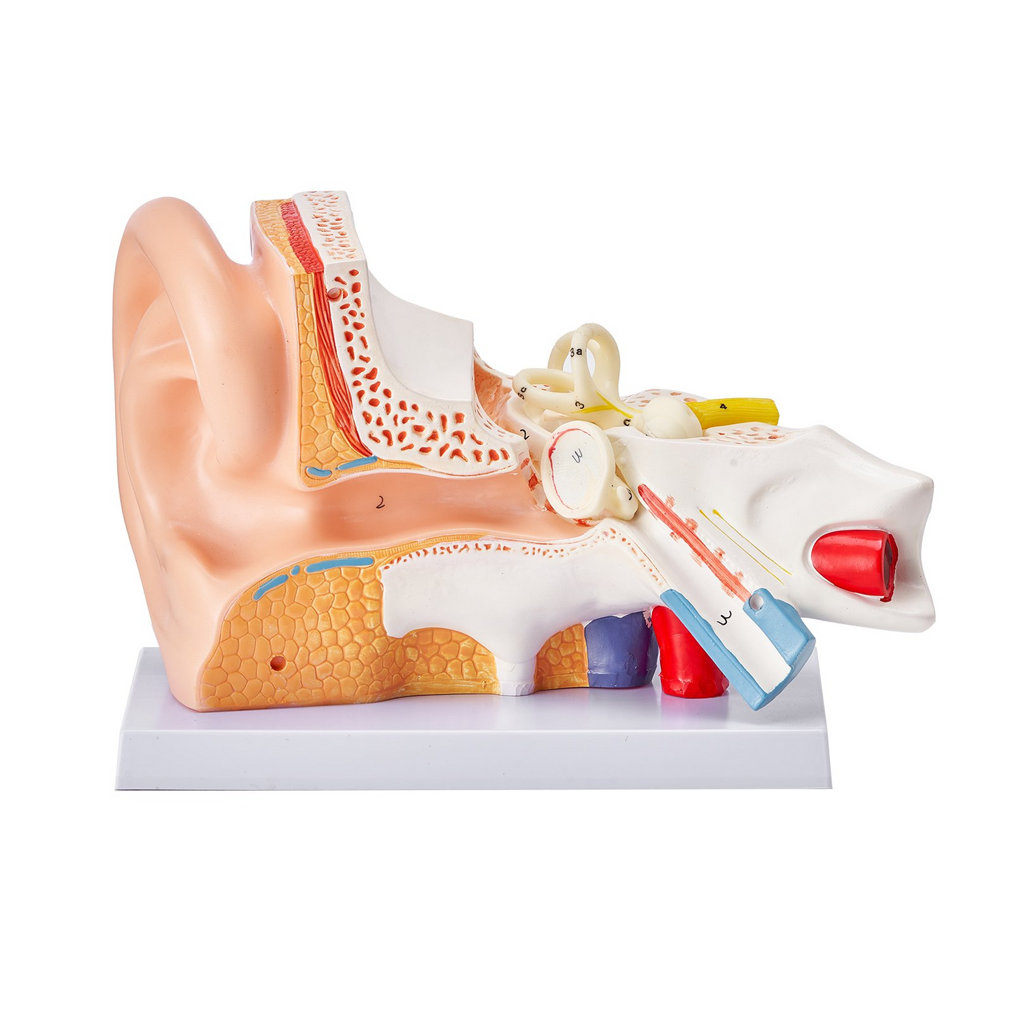 VEVOR Human Ear Anatomy Model, 3 Parts 5 Times Enlarged Human Ear Model Displaying Outer, Middle, Inner Ear with Base, Professional PVC Anatomical Ear Model for Education Physiology Study Teaching