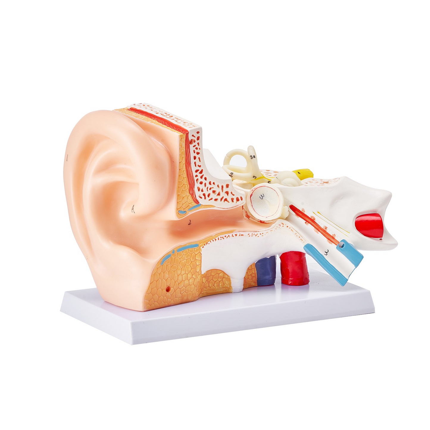 VEVOR Human Ear Anatomy Model, 3 Parts 5 Times Enlarged Human Ear Model Displaying Outer, Middle, Inner Ear with Base, Professional PVC Anatomical Ear Model for Education Physiology Study Teaching