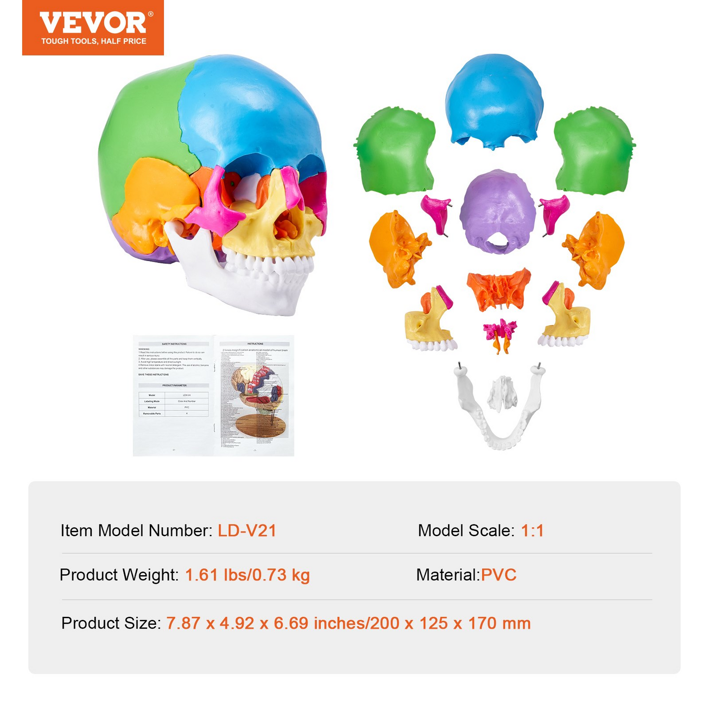 VEVOR Human Skull Model, 22 Parts Human Skull Anatomy, Life-Size Painted Anatomy Skull Model, PVC Anatomical Skull, Detachable Learning Skull Model, for Professional Teaching, Researching and Learning