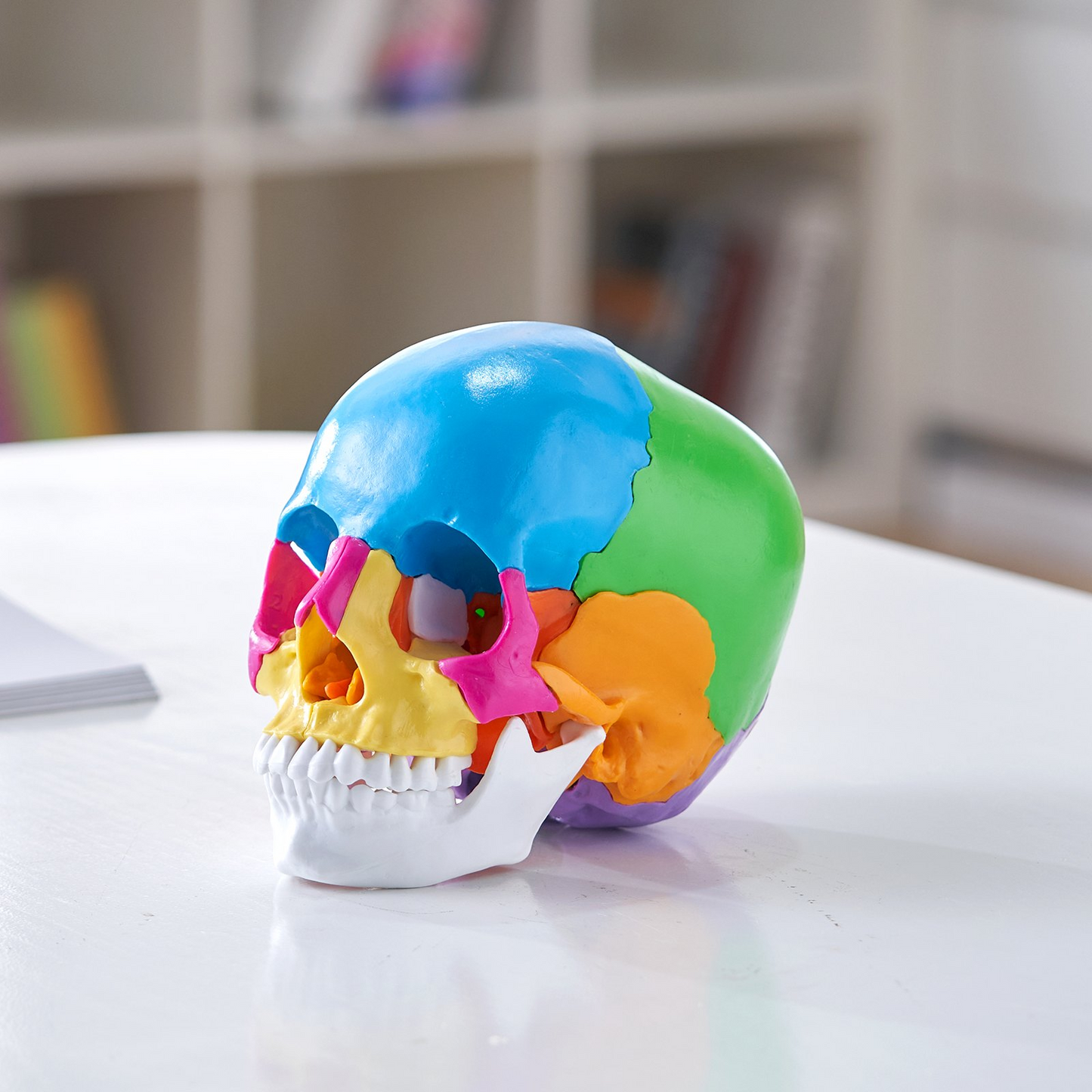 VEVOR Human Skull Model, 22 Parts Human Skull Anatomy, Life-Size Painted Anatomy Skull Model, PVC Anatomical Skull, Detachable Learning Skull Model, for Professional Teaching, Researching and Learning