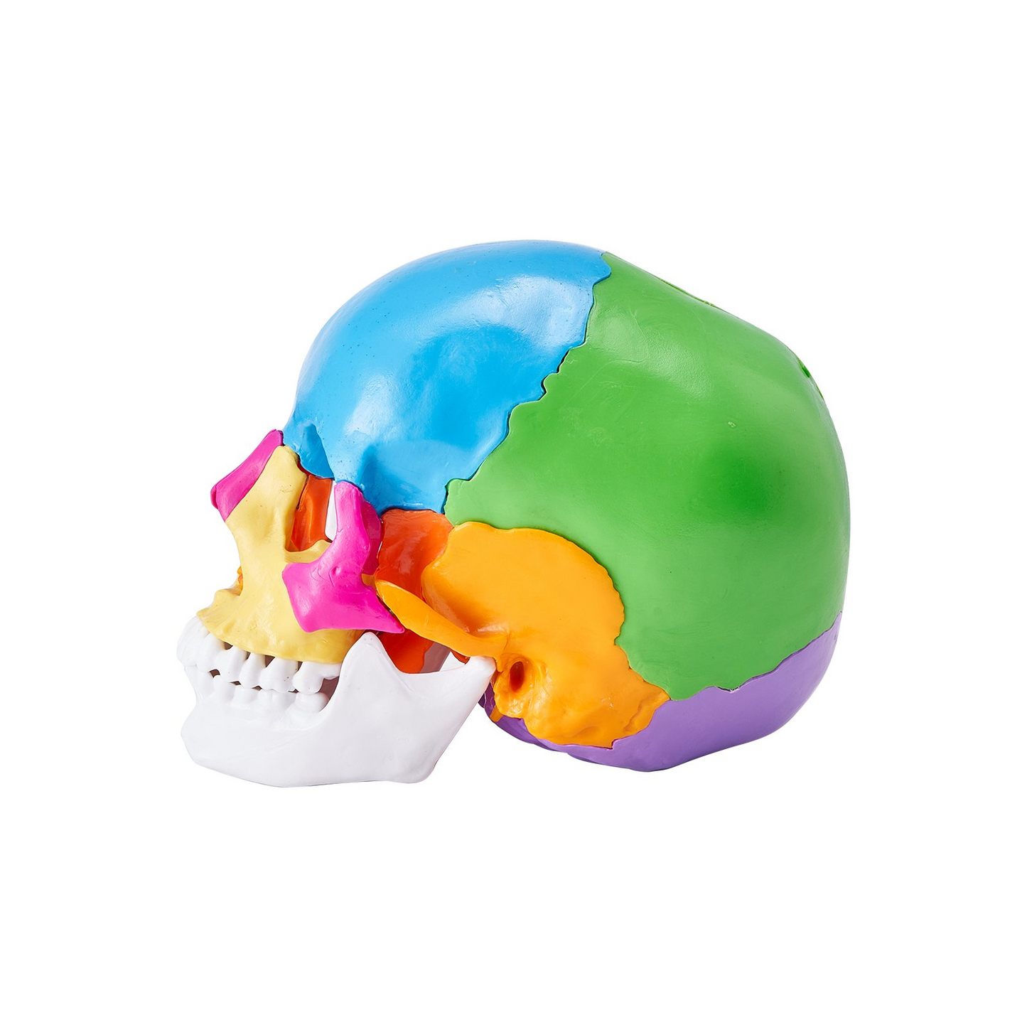 VEVOR Human Skull Model, 22 Parts Human Skull Anatomy, Life-Size Painted Anatomy Skull Model, PVC Anatomical Skull, Detachable Learning Skull Model, for Professional Teaching, Researching and Learning