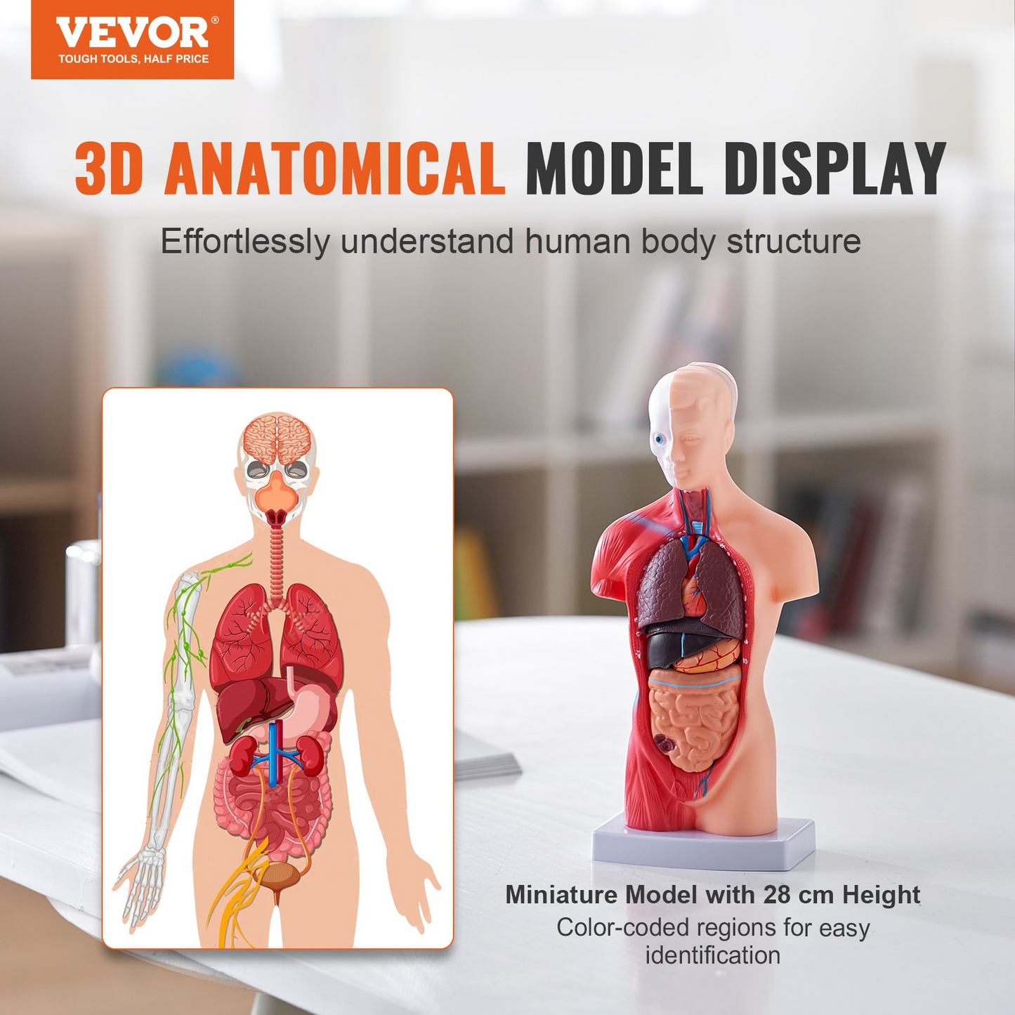 VEVOR Human Body Model, 15 Parts 11 inch, Human Torso Anatomy Model Anatomical Skeleton Model with Removable Organs, Educational Teaching Tool for Students Science Learning School Education Display