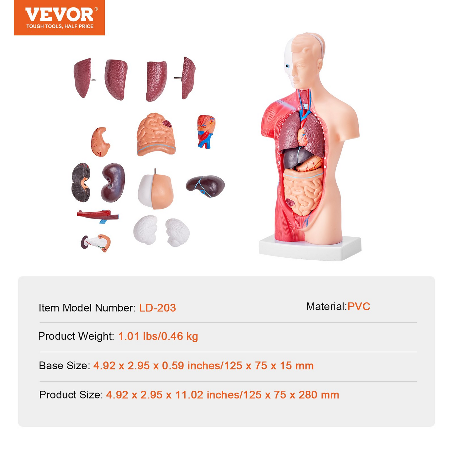 VEVOR Human Body Model, 15 Parts 11 inch, Human Torso Anatomy Model Anatomical Skeleton Model with Removable Organs, Educational Teaching Tool for Students Science Learning School Education Display