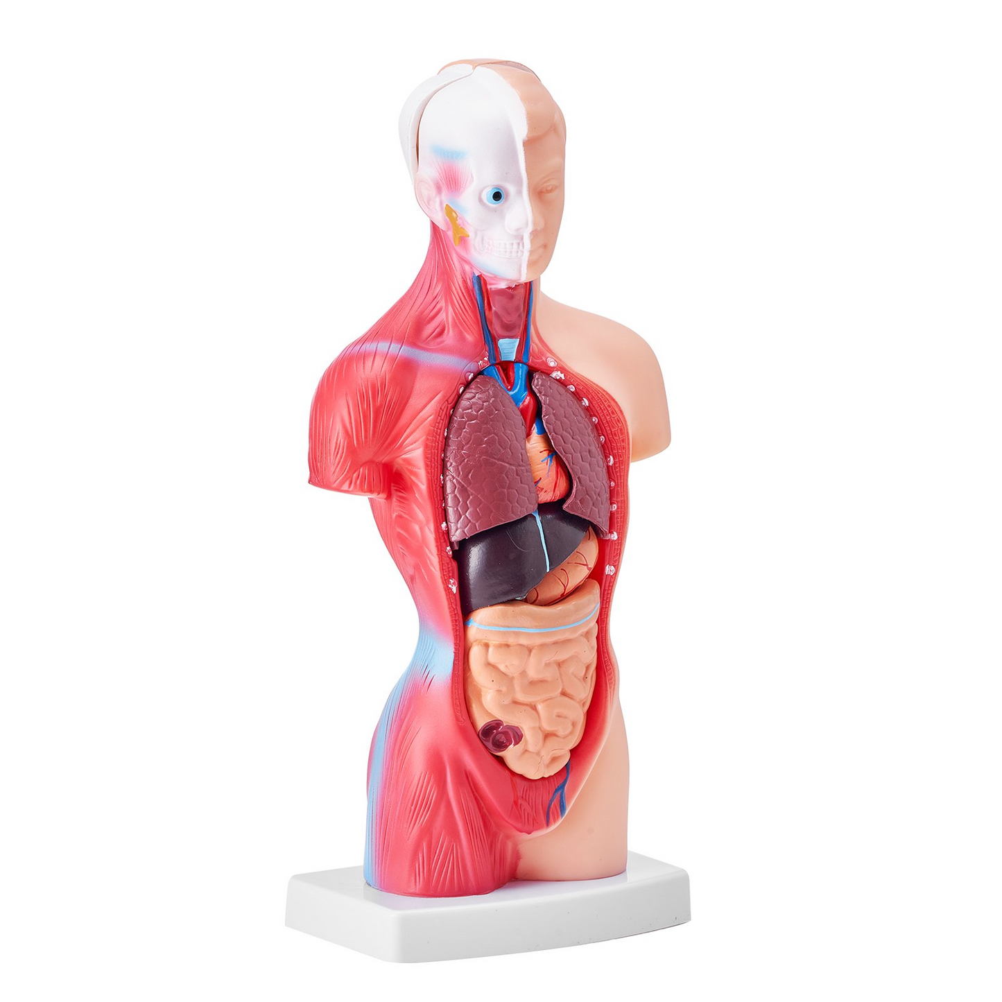 VEVOR Human Body Model, 15 Parts 11 inch, Human Torso Anatomy Model Anatomical Skeleton Model with Removable Organs, Educational Teaching Tool for Students Science Learning School Education Display