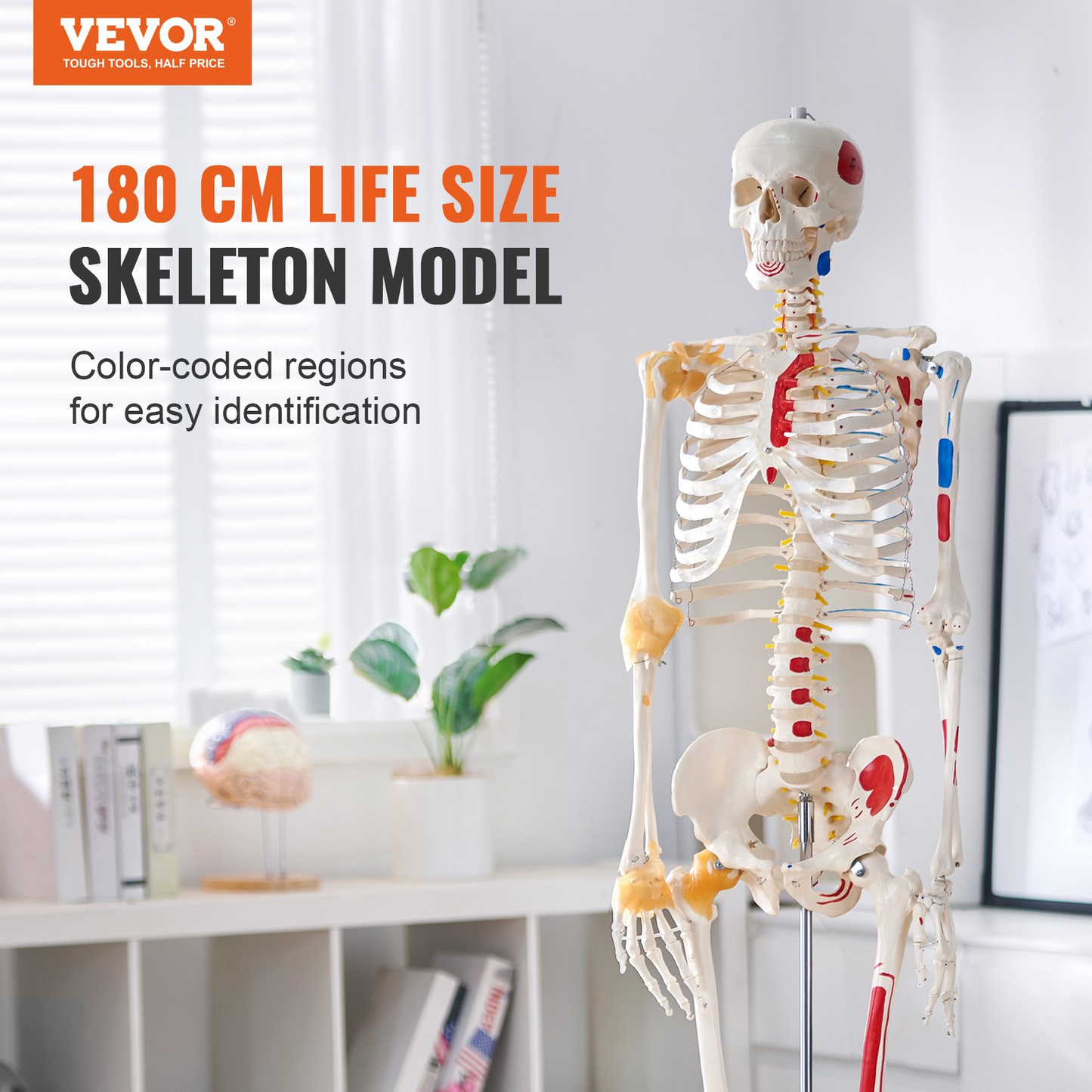 VEVOR Human Skeleton Model for Anatomy, 71.65" Life Size, Accurate PVC Anatomy Skeleton Model with Ligaments, Movable Arms, Legs & Jaw, with Muscle Origin & Insertion Points, for Professional Teaching