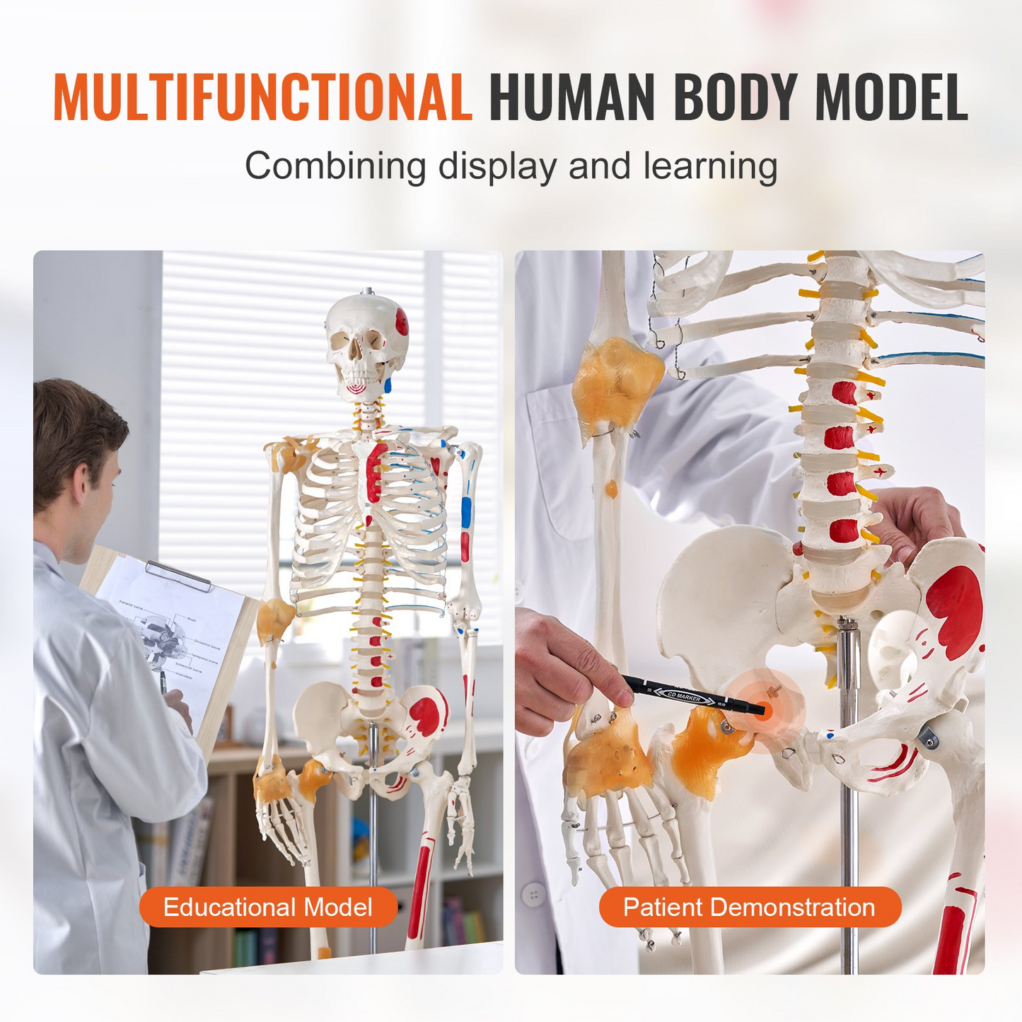 VEVOR Human Skeleton Model for Anatomy, 71.65" Life Size, Accurate PVC Anatomy Skeleton Model with Ligaments, Movable Arms, Legs & Jaw, with Muscle Origin & Insertion Points, for Professional Teaching