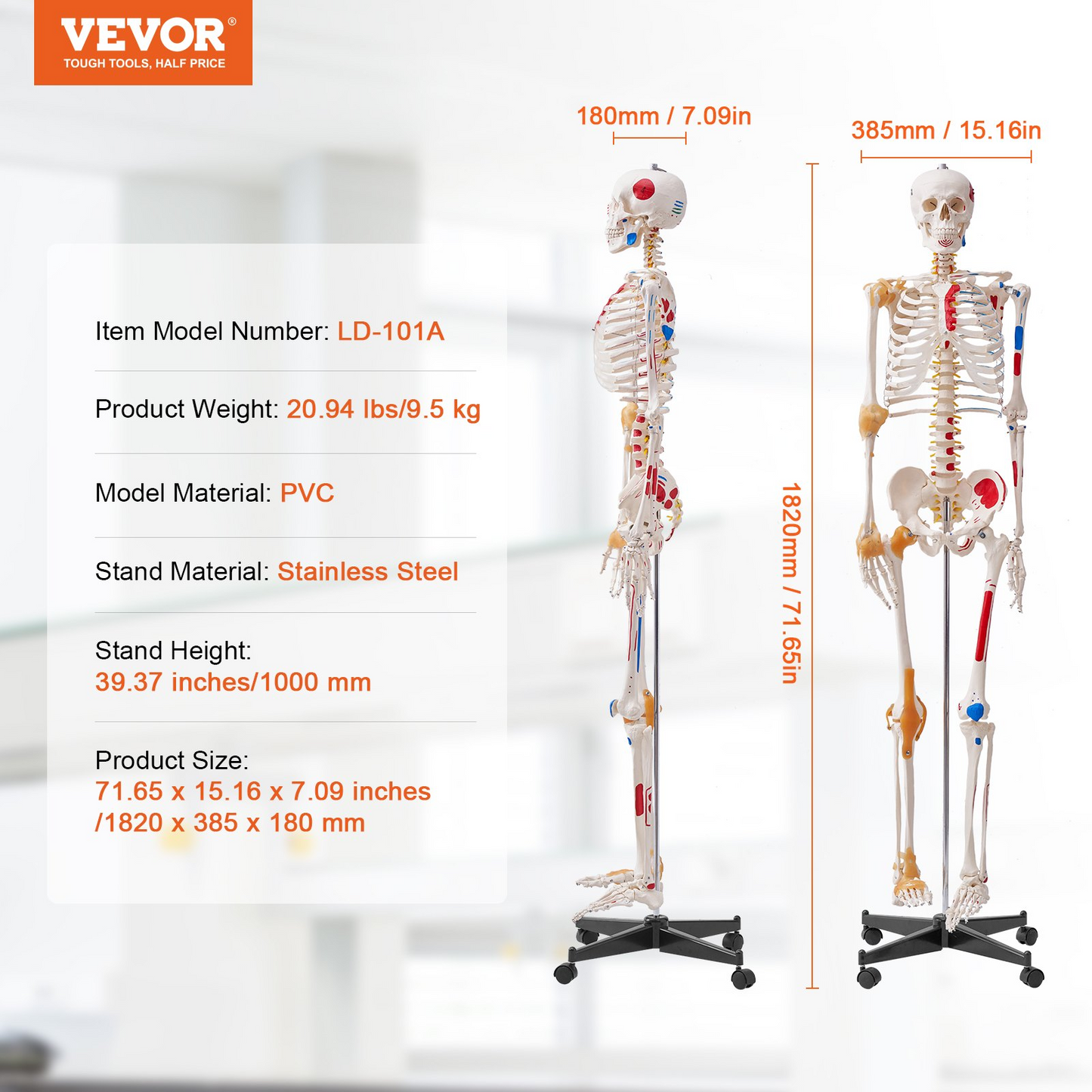 VEVOR Human Skeleton Model for Anatomy, 71.65" Life Size, Accurate PVC Anatomy Skeleton Model with Ligaments, Movable Arms, Legs & Jaw, with Muscle Origin & Insertion Points, for Professional Teaching