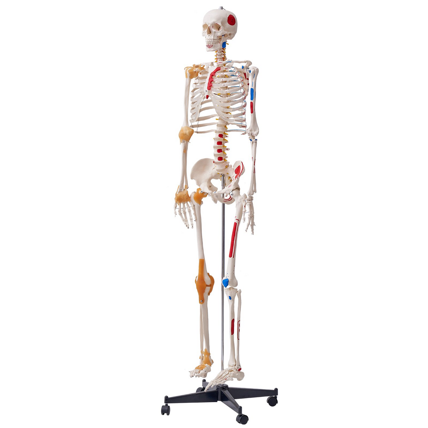 VEVOR Human Skeleton Model for Anatomy, 71.65" Life Size, Accurate PVC Anatomy Skeleton Model with Ligaments, Movable Arms, Legs & Jaw, with Muscle Origin & Insertion Points, for Professional Teaching