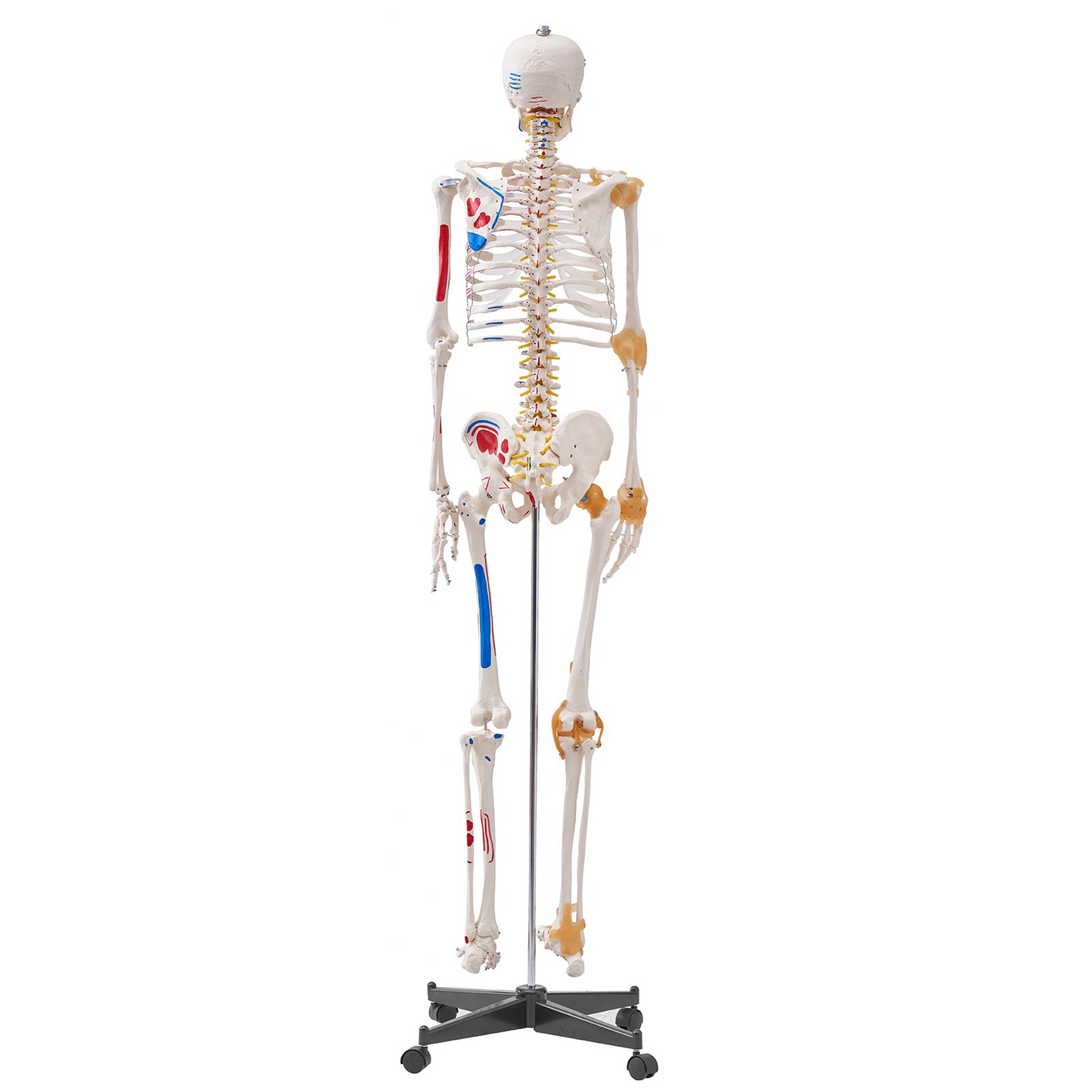 VEVOR Human Skeleton Model for Anatomy, 71.65" Life Size, Accurate PVC Anatomy Skeleton Model with Ligaments, Movable Arms, Legs & Jaw, with Muscle Origin & Insertion Points, for Professional Teaching