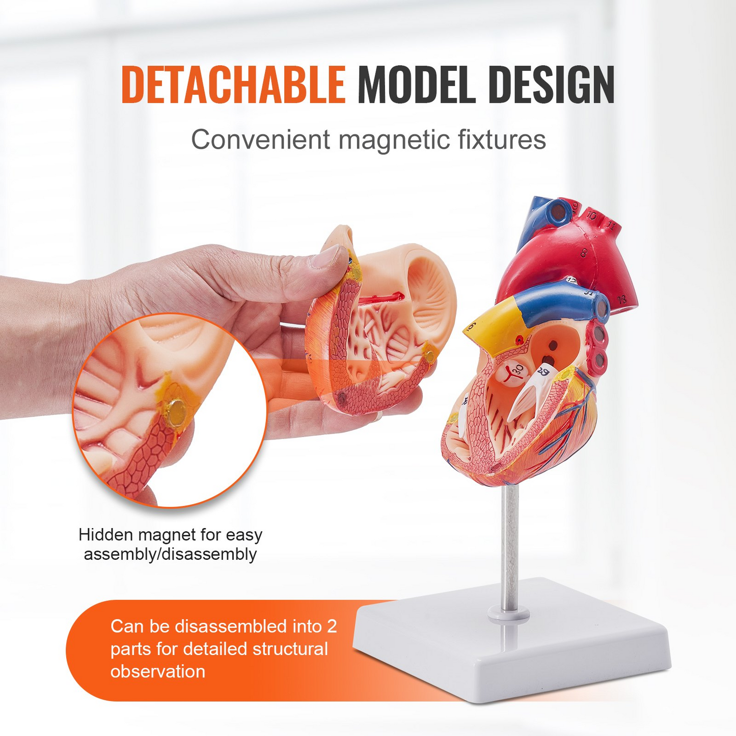 VEVOR Human Heart Model, 2-Part 1:1 Life Size, Anatomically Accurate Numbered Anatomical Heart Model with Anatomically Correct Structures, Magnetic Design, Held Together on Display Base for Learning