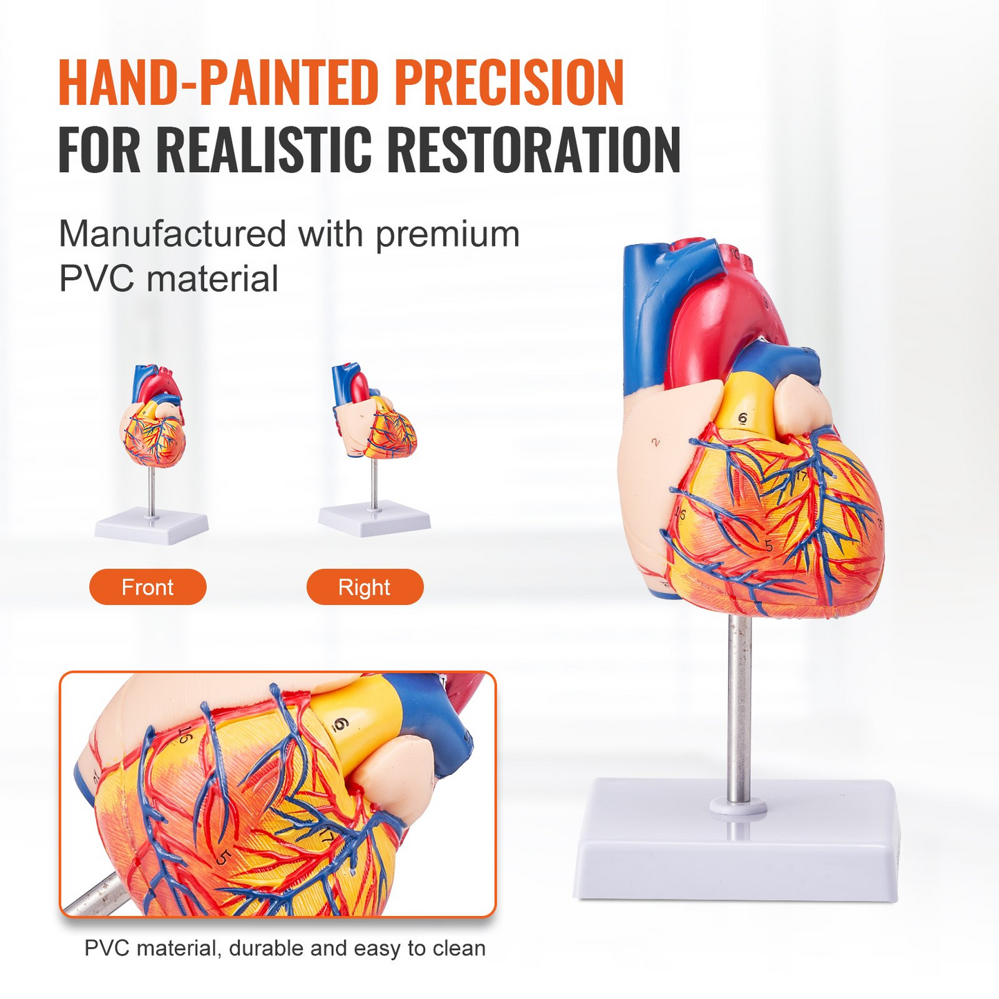 VEVOR Human Heart Model, 2-Part 1:1 Life Size, Anatomically Accurate Numbered Anatomical Heart Model with Anatomically Correct Structures, Magnetic Design, Held Together on Display Base for Learning