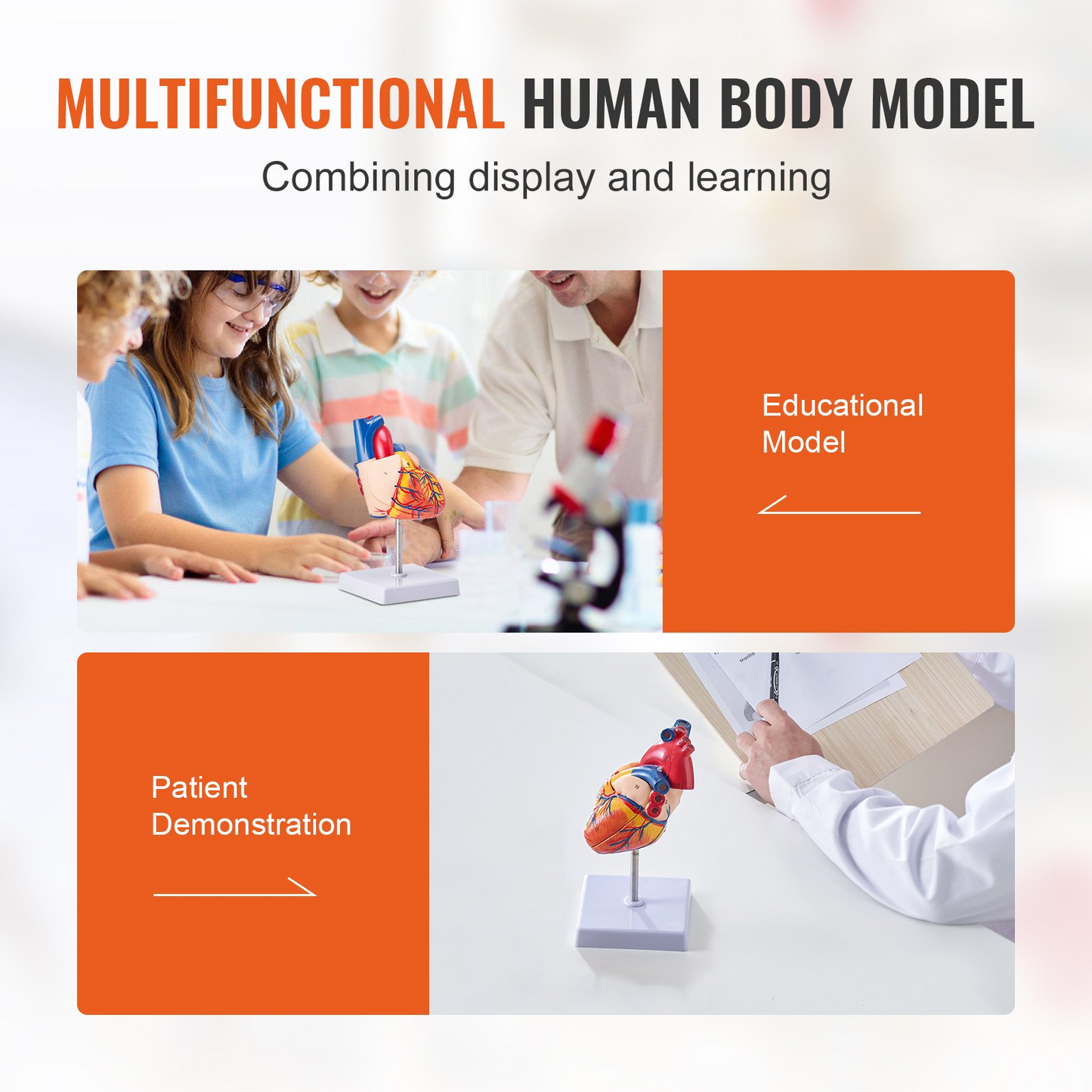 VEVOR Human Heart Model, 2-Part 1:1 Life Size, Anatomically Accurate Numbered Anatomical Heart Model with Anatomically Correct Structures, Magnetic Design, Held Together on Display Base for Learning