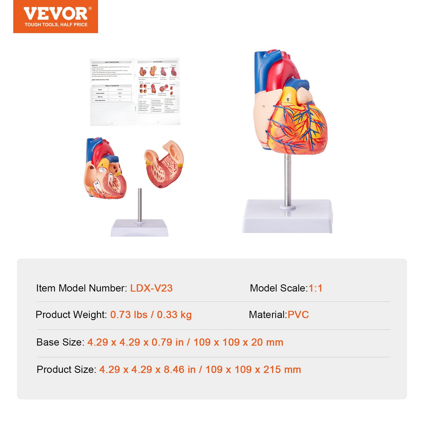 VEVOR Human Heart Model, 2-Part 1:1 Life Size, Anatomically Accurate Numbered Anatomical Heart Model with Anatomically Correct Structures, Magnetic Design, Held Together on Display Base for Learning