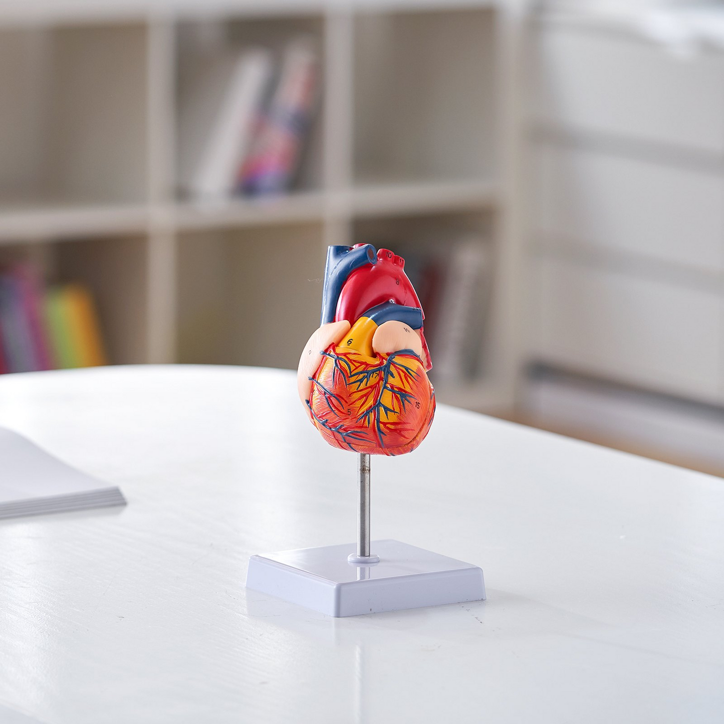 VEVOR Human Heart Model, 2-Part 1:1 Life Size, Anatomically Accurate Numbered Anatomical Heart Model with Anatomically Correct Structures, Magnetic Design, Held Together on Display Base for Learning