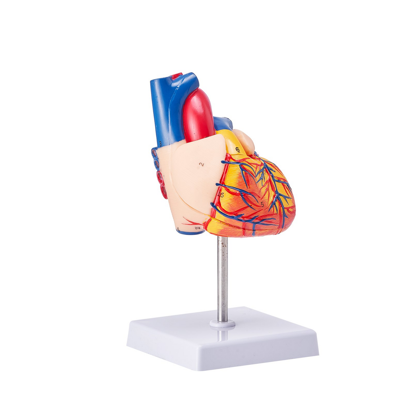 VEVOR Human Heart Model, 2-Part 1:1 Life Size, Anatomically Accurate Numbered Anatomical Heart Model with Anatomically Correct Structures, Magnetic Design, Held Together on Display Base for Learning