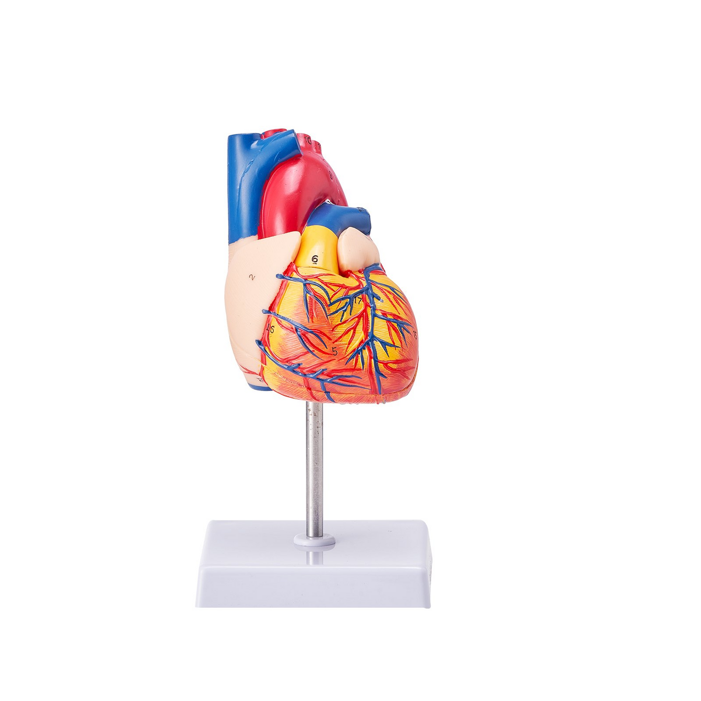 VEVOR Human Heart Model, 2-Part 1:1 Life Size, Anatomically Accurate Numbered Anatomical Heart Model with Anatomically Correct Structures, Magnetic Design, Held Together on Display Base for Learning