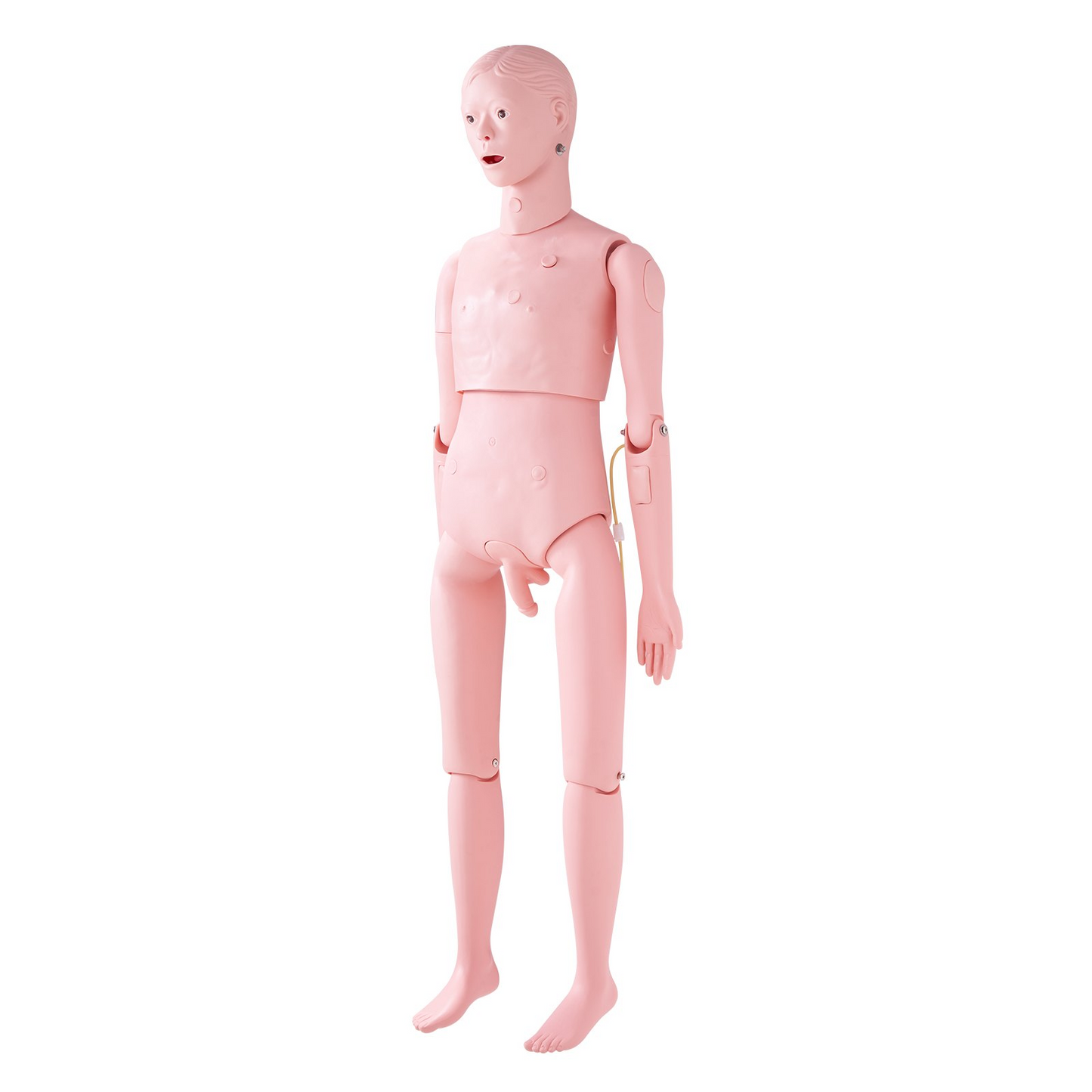 VEVOR Nursing Training Manikin, Male Life Size Demonstration Human Manikin for Nursing Training, Multifunctional Education Teaching Model Supplies, PVC Anatomical Mannequin Body Care Simulator Model