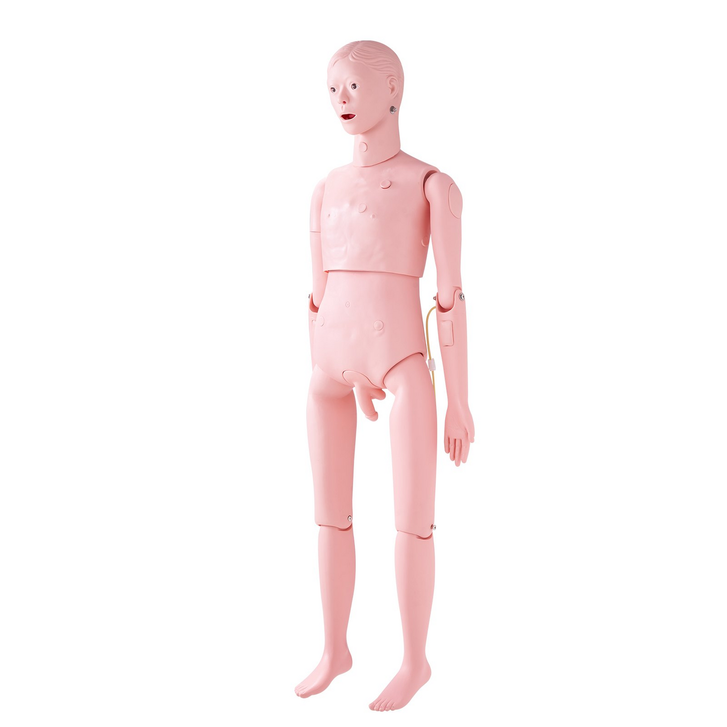 VEVOR Nursing Training Manikin, Male Life Size Demonstration Human Manikin for Nursing Training, Multifunctional Education Teaching Model Supplies, PVC Anatomical Mannequin Body Care Simulator Model