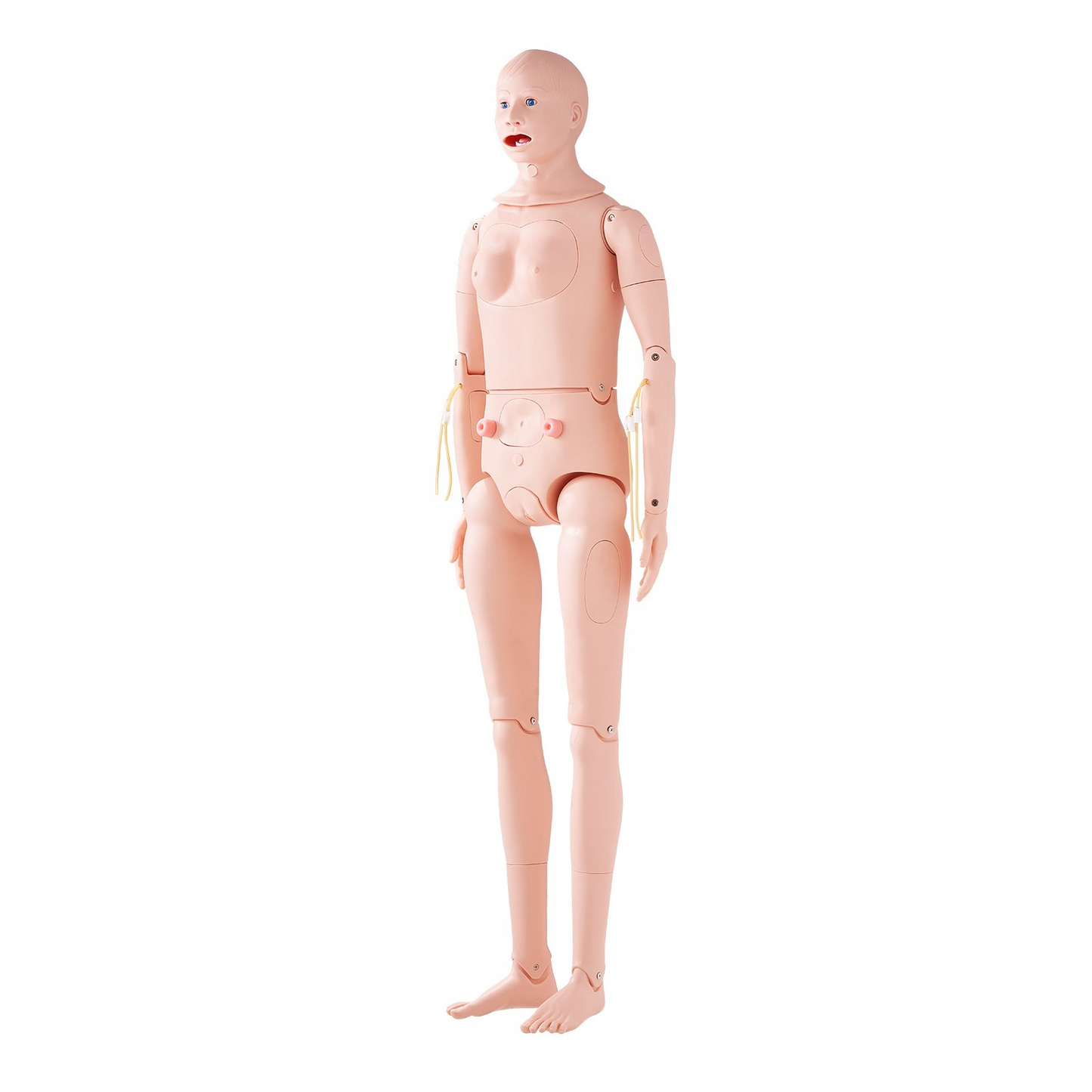 VEVOR Nursing Training Manikin, Male/Female Life Size Demonstration Human Manikin for Nursing Training, Multifunctional Education Teaching Model, PVC Anatomical Mannequin Body Care Simulator Model